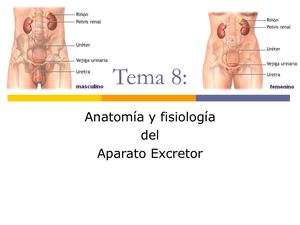 Aparato Excretor