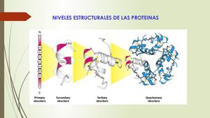 Proteinas 3