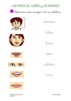 Las Partes Del Cuerpo Y Los Sentidos