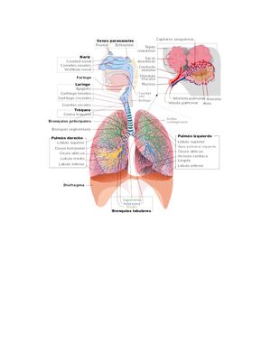 grafica sistema respiratorio