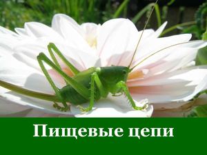 пищевые цепи