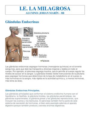 Glandulas Endocrinas