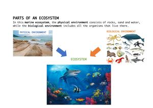 Parts Of An Ecosystem