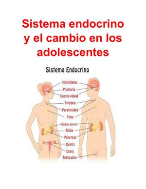 Sistema Endocrino Y El Cambio En Los Adolescentes