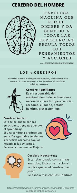 Cerebro Del Hombre (1)
