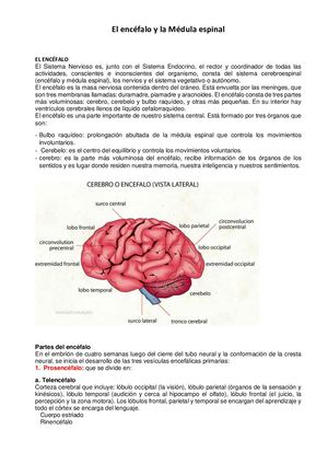 Tema Encefalo Y Medula Espinal