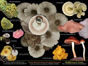 Macromicetos y líquenes observados en Bogotá D.C. Auricularia delicata, Agaricus endoxanthus, Cyathus olla,  Leratiomyces ceres, Teloschistes hypoglaucus, Trametes villosa