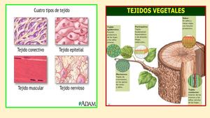 Nivel De Organización De Los Tejidos
