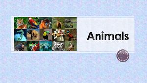 Animals - Luis Fabian Hostia Machaca