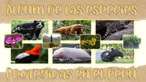 FLORA Y FAUNA PROTEGIDA EN EL PERÚ