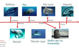Animales En Peligro De Extincion Linea De Tiempo