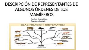 Algunos óRdenes De Los Mamíferos