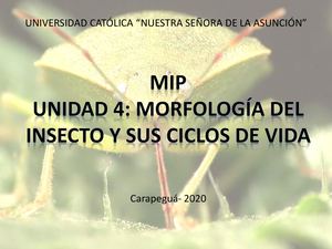 Morfología Del Insecto Plaga Manejo Integrado De Plagas