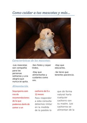 Como Cuidar A Tus Mascotas Y Más