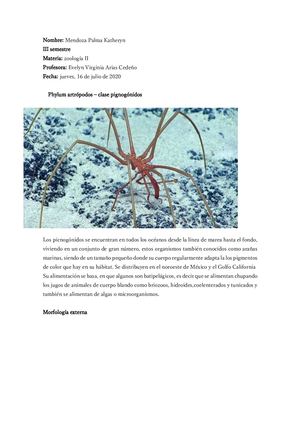 La Pycnogonida O Arañas Marinas