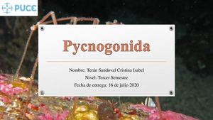 Revista Picnogonidos Cristina Terán