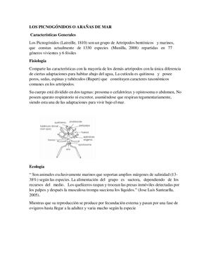 Los Picnogónidos O Arañas De Mar