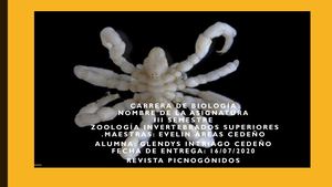 Revista Picnogónidos