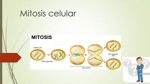 1 Mitosis Celular