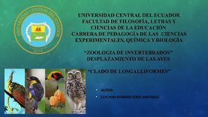 El Vuelo De Las Aves Y Los Galliformes