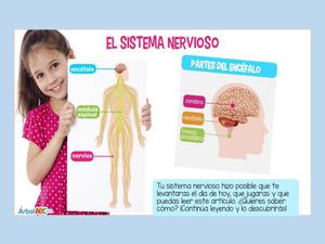 El Sistema Nervioso