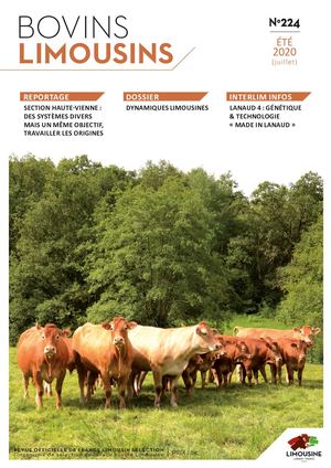 Bovins Limousins 224 / Extrait