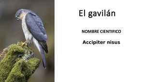 El Gavilán Isbella