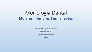 Morfología Dental Molares Inferiores 6 De Agosto 2020