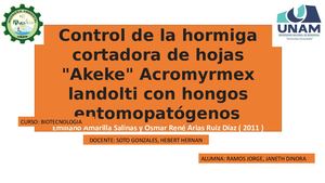 Control de la hormiga cortadora de hojas "Akeke" Acromyrmex landolti con hongos entomopatógenos