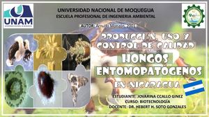 Producción, Uso Y Control De La Calidad De Hongos Entomopatógenos En Nicaragua