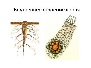 Внутреннее строение корня