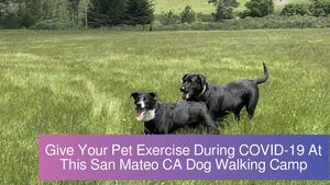 Give Your Pet Exercise During COVID-19 At This San Mateo CA Dog Walking Camp
