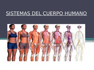 Sistemas Del Cuerpo Humano