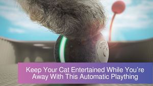 Keep Your Cat Entertained While You’re Away With This Automatic Plaything
