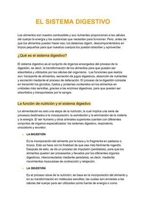 Sistema Digestivo