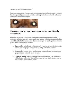 Pueden Ver En La Oscuridad Los Perros