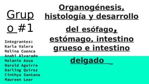 Esófago,estómago, Intestino Delgado E Intestino Grueso