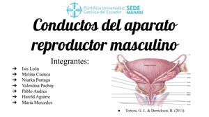 Conductos Del Aparato Reproductor Masculino (1) (1)