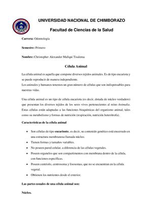 Celula Animal
