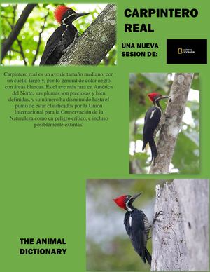 Carpintero Real Revista