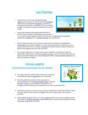 Qué Son Las Plantas