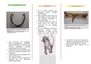 Infografia Para Anatomia Grupo