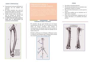 Infografia Para Anatomia Grupo Convertido