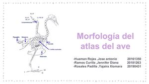 Morfologia Del Atlas Del Ave