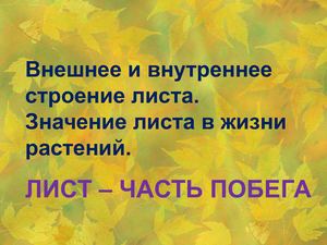 Внешнее и внутреннее строение листа Значение листьев