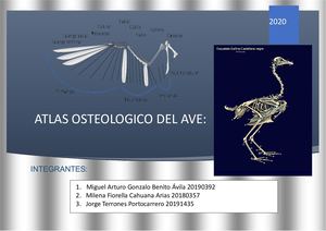 Atlas Anatomía De Ave