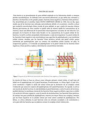 TINCIONES UTILIZADAS EN PLACAS HISTOLOGICAS