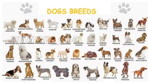Dogs Breeds