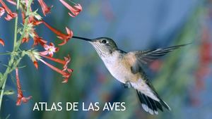 Atlas De Aves