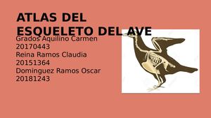 Atlas Del Esqueleto Del Ave2
